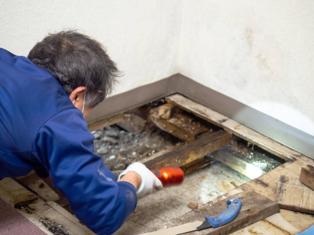 Best Attic Mold Remediation in Gordon Heights, NY