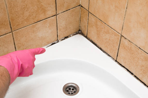 Best Mold Testing and Inspection Services in Gordon Heights, NY